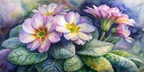 Beautiful Primroses painted with watercolor, Primroses Watercolor, Spring Watercolor flowers, Spring Background