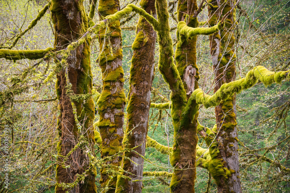 Forest View Along the Madison Falls Trail in Olympic National Park, Washington State Forest View Along the Madison Falls Trail in Olympic National Park, Washington State