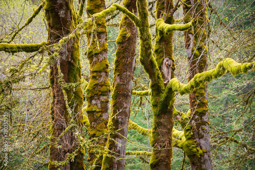 Forest View Along the Madison Falls Trail in Olympic National Park, Washington State photo