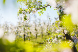 White flowers of a blooming apple tree on a sunny day close-up.