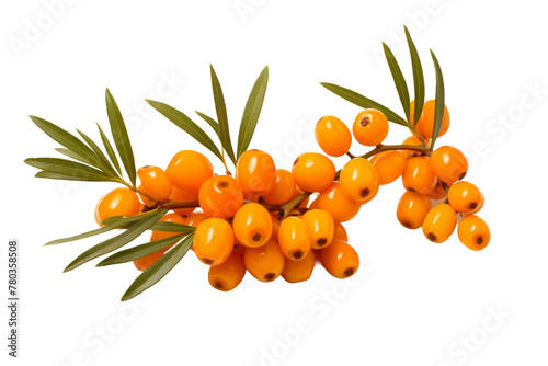 Cluster of Orange Berries With Green Leaves. On a White or Clear Surface PNG Transparent Background.