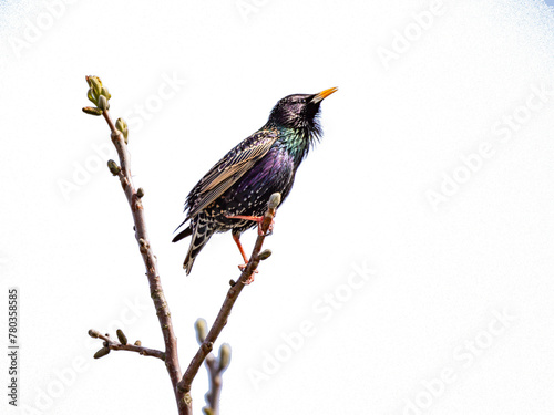 Songbird starling sitting on a branch, isolated on transparent background. photo