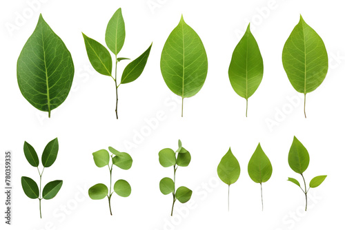 Cluster of Green Leaves on White Background. On a White or Clear Surface PNG Transparent Background.