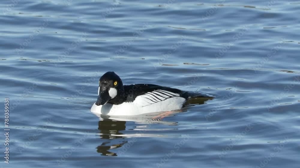 common goldeneye male dive blue water Bucephala clangula slow motion 120 fps bird sanctuary natural world norway common goldeneye male dive blue water Bucephala clangula slow motion 120 fps bird sanctuary natural world norway