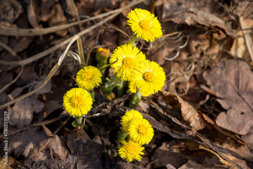 Bright yellow flowers of coltsfoot plants in April photo