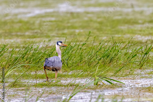 Grey heron in a wet meadow