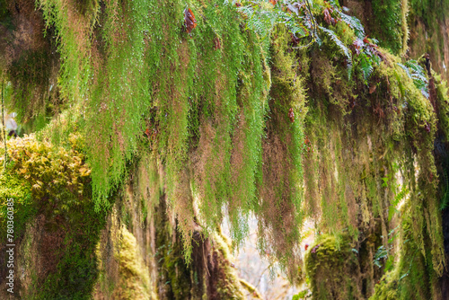 Hoh Rainforest Loop Trail in Olympic National Park at Olympic National Park  Washington State