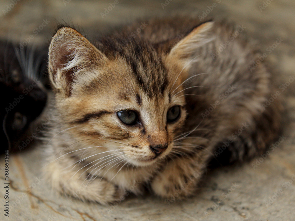 close up of a kitten