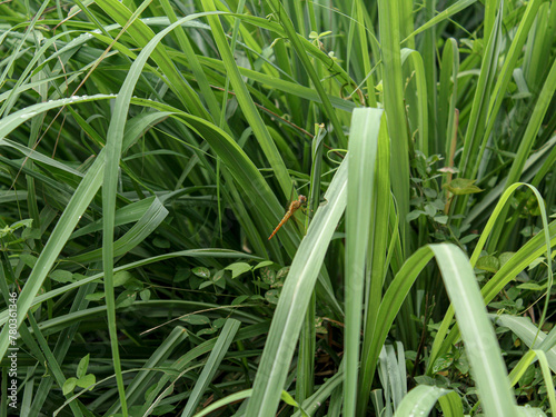 a picture of citronella plant cymbopogon citratus serai photo