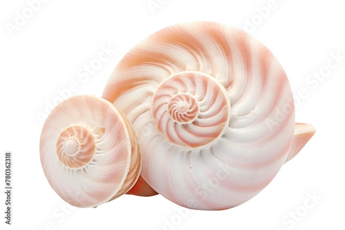 Close Up of Shell on White Background. On a White or Clear Surface PNG Transparent Background.