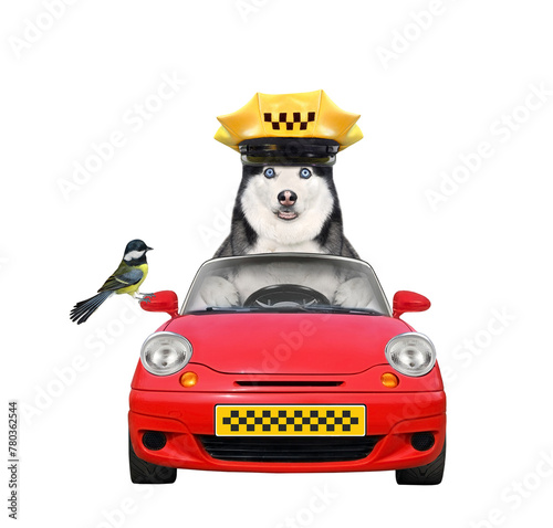 Dog husky is taxi driver