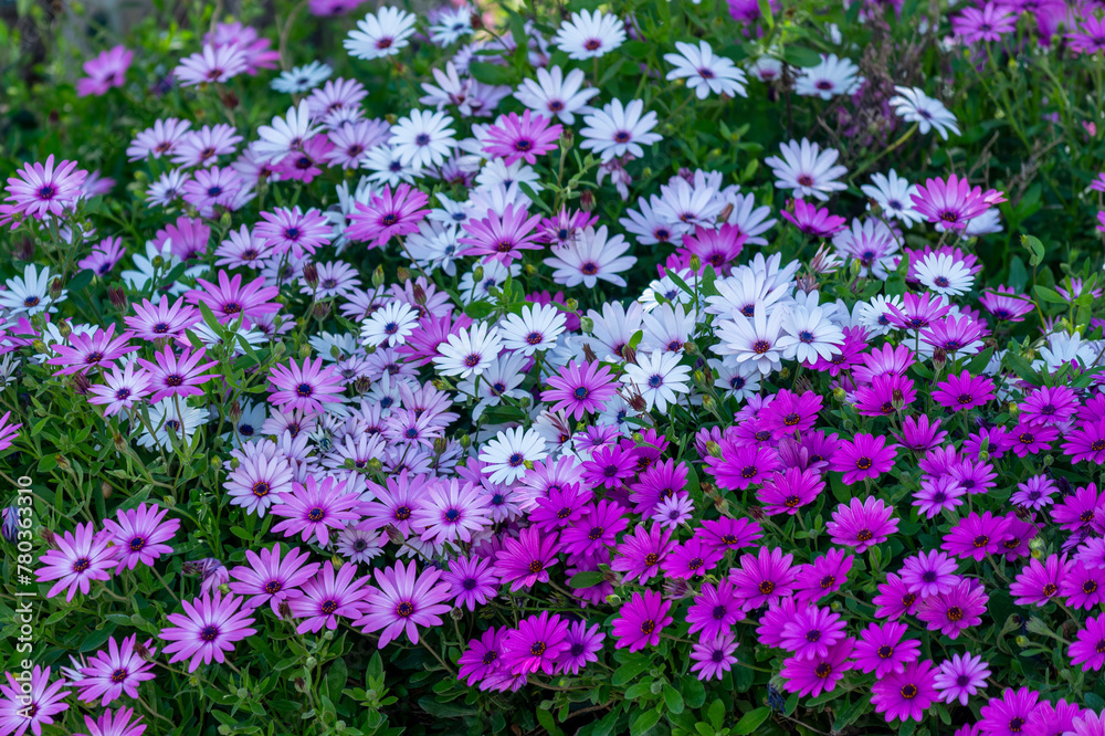 Obraz premium Marguerites d'Afrique