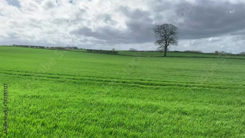 Farm field in England with green grass blowing in the wind. 