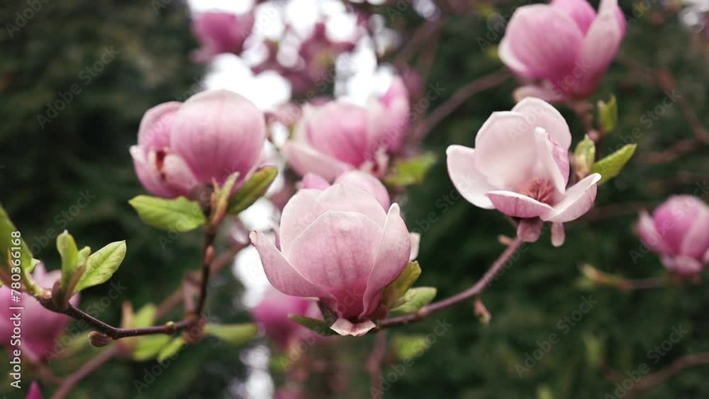 An incredibly beautiful pink flowering magnolia tree. Magnolia flowers on the petals of which water is reflected in the spring season. High quality FullHD footage An incredibly beautiful pink flowering magnolia tree. Magnolia flowers on the petals of which water is reflected in the spring season. High quality FullHD footage