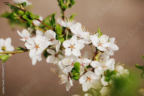 Apple blossom tree branch. Shallow depth of field isolated. White flakes little flowers. Springtime tree bloom. Sunlight plant. Floral background.