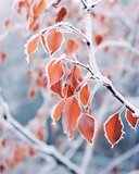 Frost-Covered Tree Branches with Yellowed Leaves on Blue Background