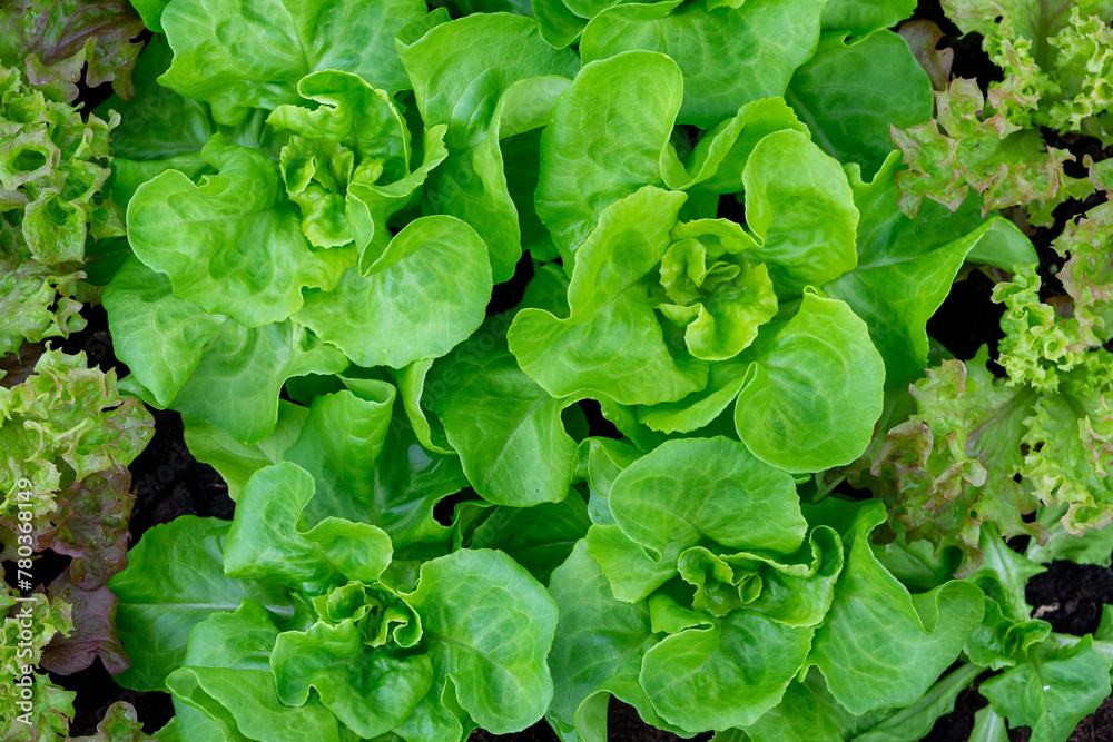 fresh lettuce Lactuca sativa in the garden fresh lettuce Lactuca sativa in the garden