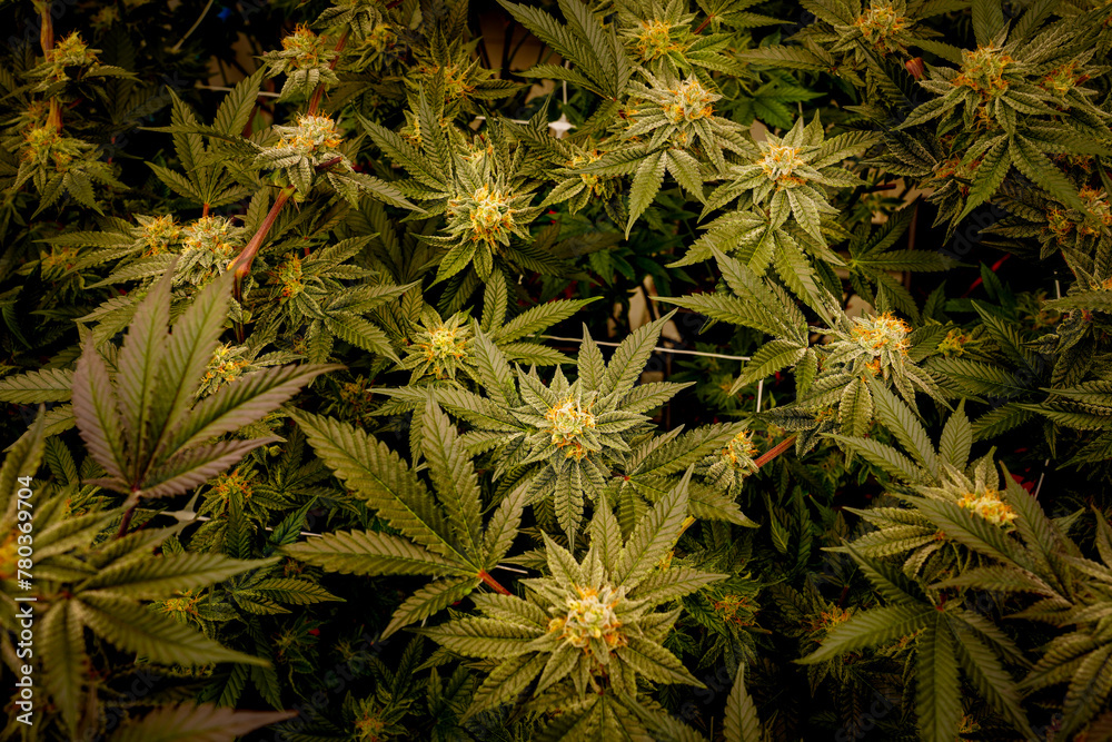 Medical marijuana or Cannabis cultivation leaves. making medicine and herb product.Alternative medicine concepts. Medical marijuana or Cannabis cultivation leaves. making medicine and herb product.Alternative medicine concepts.