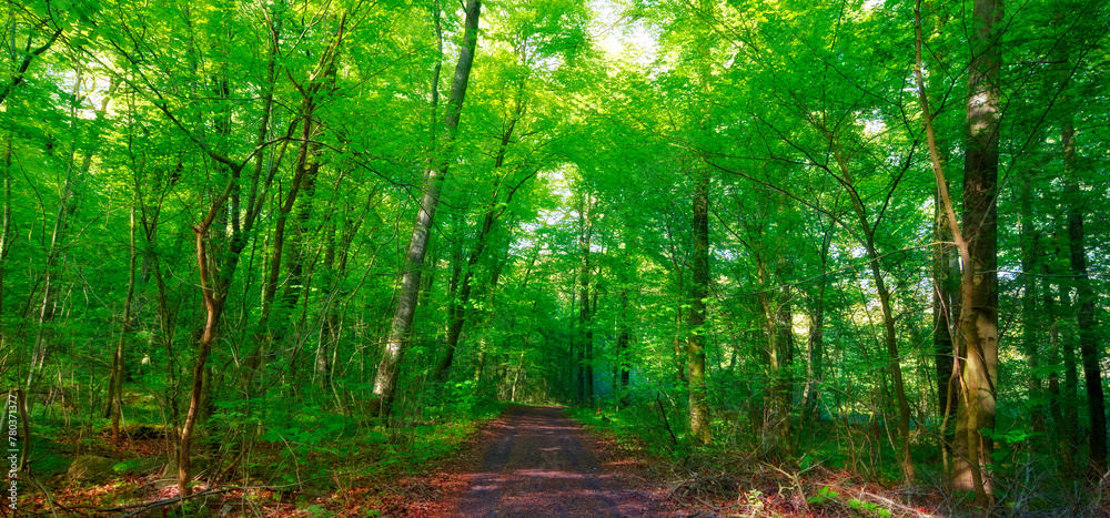 Environment, forest trail and trees in summer for conservation or sustainability of ecosystem. Jungle, landscape and location with path in rainforest or woods for adventure, exploration and hiking Environment, forest trail and trees in summer for conservation or sustainability of ecosystem. Jungle, landscape and location with path in rainforest or woods for adventure, exploration and hiking