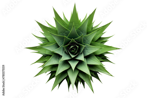 Close-Up of Green Plant on White Background. On a White or Clear Surface PNG Transparent Background.