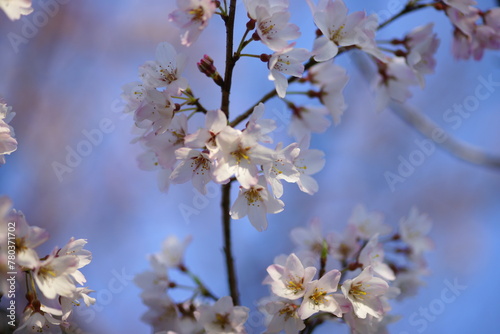 淡墨桜