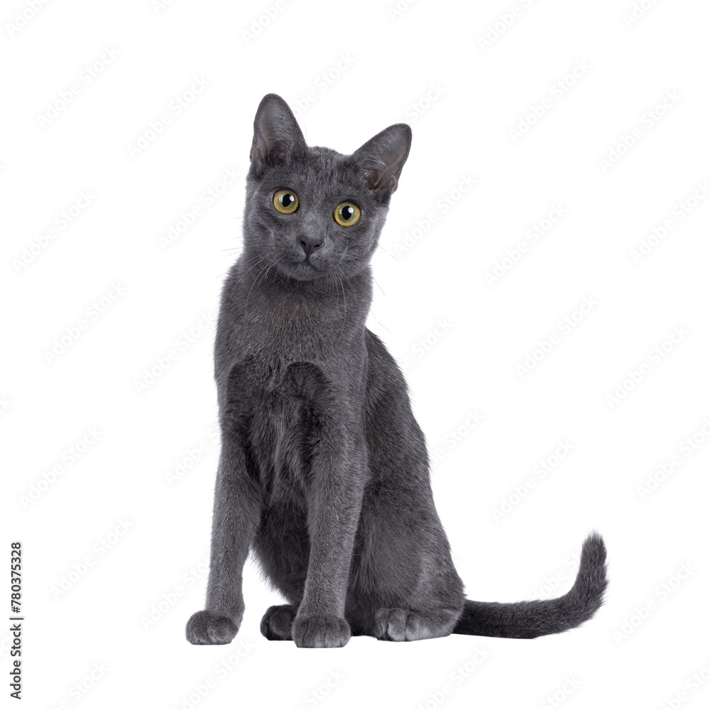 Cute Korat kitten, sitting up facing front. looking straight to camera with cute head tilt. Isolated cutout on a transparent background.