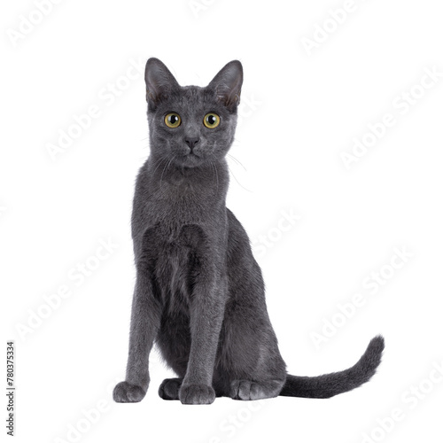 Cute Korat kitten, sitting up facing front. looking straight to camera. Isolated cutout on a transparent background. © Nynke