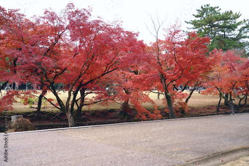 Maple leaves in the autumn season in Nara Park in Nara, Japan.