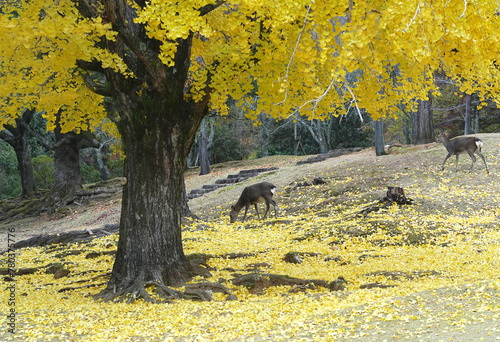 A deer is walking under a ginkgo tree with bright yellow leaves falling to the ground in autumn.