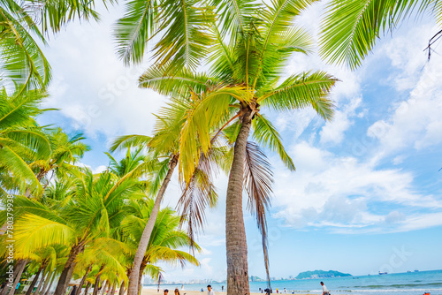 Coconut forest beach scenery at Coconut Dream Corridor in Sanya  Hainan  China