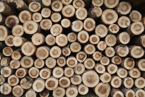 Sylviculture en Champagne Ardenne dans la région Grand Est, tas de grumes / billes de bois (troncs d’arbres coupés) empilés au sol après une coupe de bois en forêt (France)