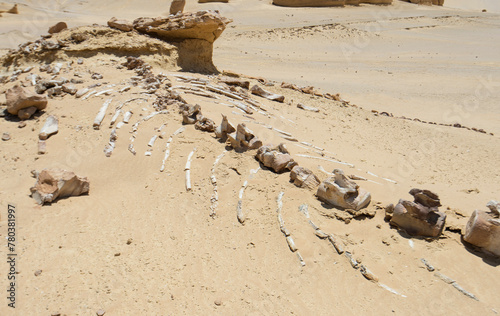 Barren desert landscape in hot climate with fossil skeleton