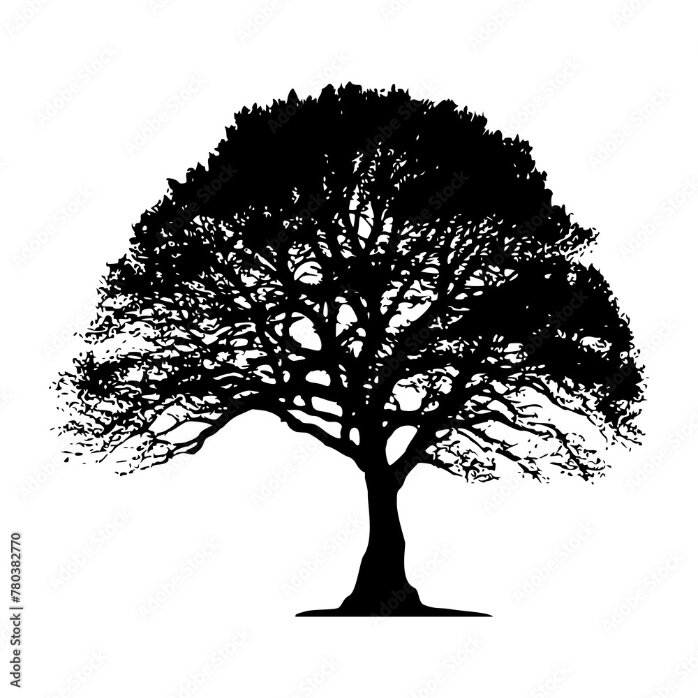 Fototapeta premium The silhouette of a large deciduous tree