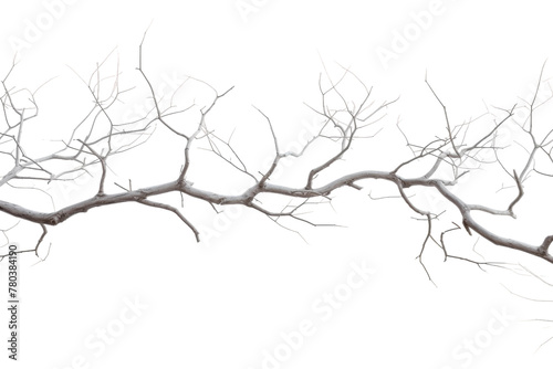 Bare Tree Branch Against Sky. On a White or Clear Surface PNG Transparent Background.