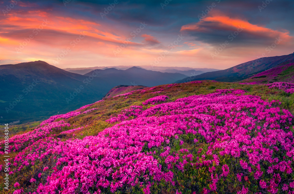 Majestic sunrise on Chornogora mountain range. Blooming pink rhododendron flowers on Carpathian hills. Beauty of nature concept background.