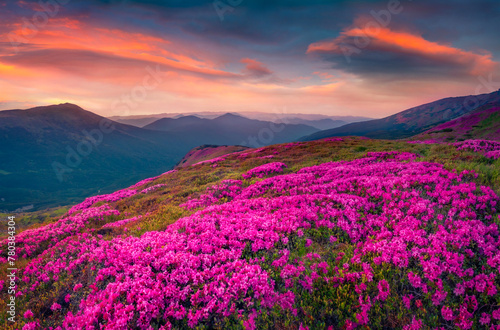 Majestic sunrise on Chornogora mountain range. Blooming pink rhododendron flowers on Carpathian hills. Beauty of nature concept background.