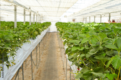 Strawberry, strawberry farm in greenhouse 