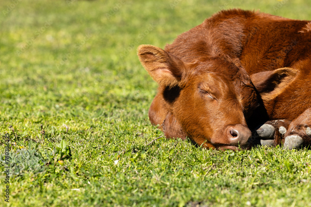 Young cow sleeping on farmland. Young cow sleeping on farmland.
