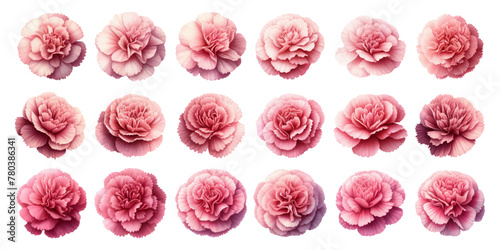 Set of watercolor illustrations of pink carnation flowers