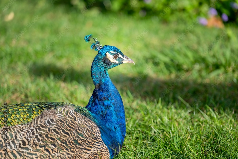 Obraz premium Portrait of a beautiful blue peacock with its colorful feathers.