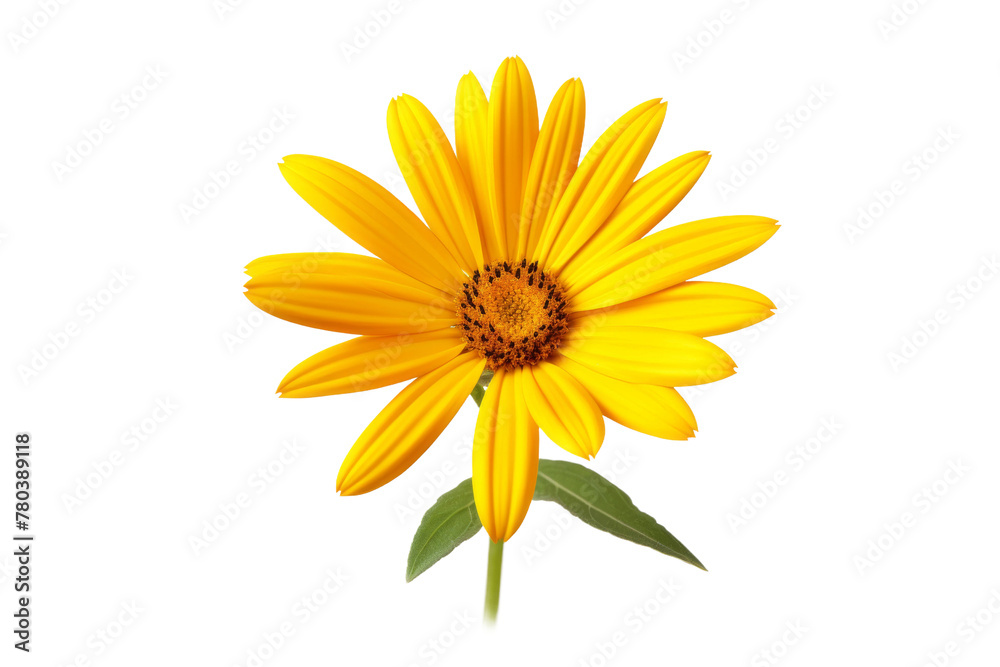 Yellow Flower With Green Leaves on White Background. On a White or Clear Surface PNG Transparent Background.