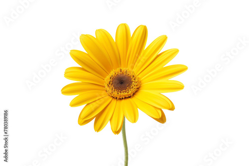 Vibrant Yellow Flower on White Background. On a White or Clear Surface PNG Transparent Background.