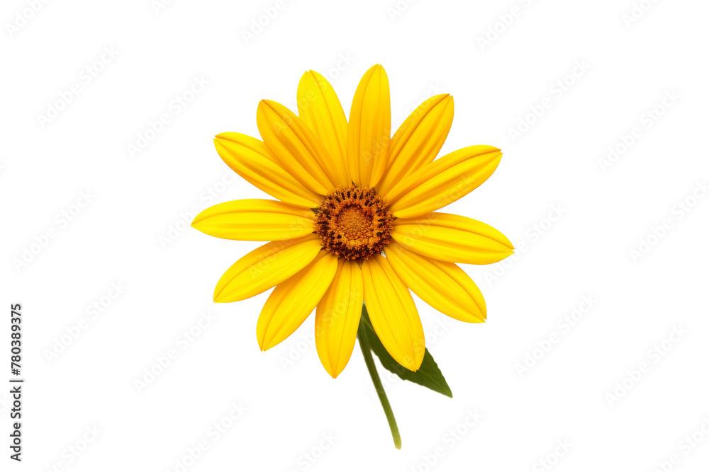 Bright Yellow Flower Against White Background. On a White or Clear Surface PNG Transparent Background.