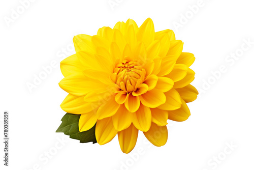 Yellow Flower With Green Leaves on White Background. On a White or Clear Surface PNG Transparent Background.