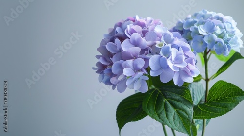 Hydrangea bloom showcasing purple and blue petals with green leaves in a botanical setting