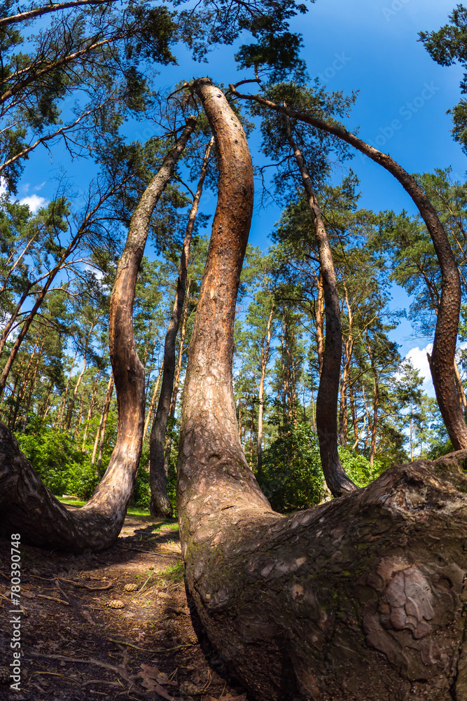 Crooked forest in Poland - The amazingly beautiful twisted trees of Poland's most unique forest Crooked forest in Poland - The amazingly beautiful twisted trees of Poland's most unique forest