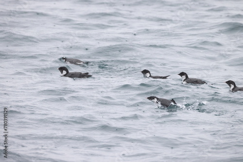 The ancient murrelet (Synthliboramphus antiquus) is a bird in the auk family. This photo was taken in Japan.