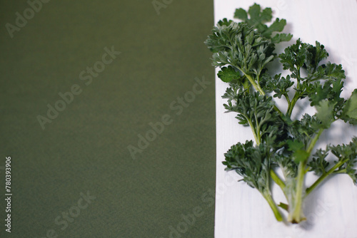 A sprig of artemisia on a white-green background