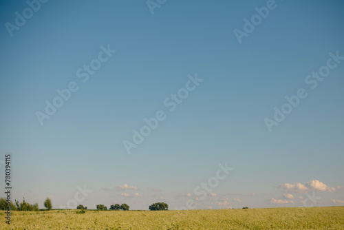 A buckwheat field blooms on a warm summer day photo