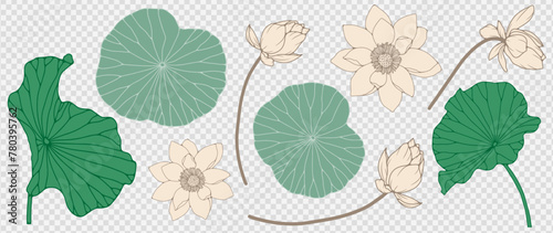 Botanical  background with lotus or water lily flowers and leaves. Floral foliage for wedding invitation, wall art or card template. Vector illustration.